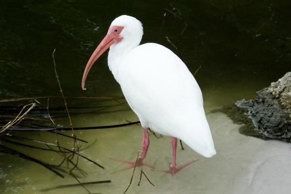 涉禽:它们是什么以及例子 - 白鹮