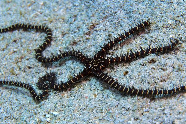 Ofiuras: qué son, especies, dónde viven y reproducción - Qué son las ofiuras