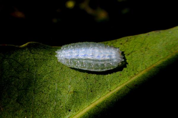 Tipos de orugas - Oruga de cristal (Acraga coa)