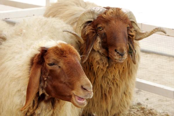 Tipos de ovejas - Oveja Awassi