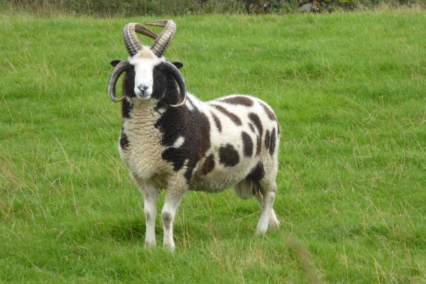 Tipos de ovejas - Oveja Jacob