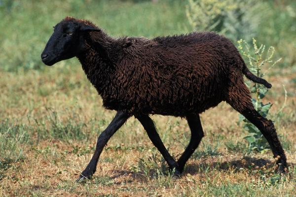 Tipos de ovejas - Oveja Karakul