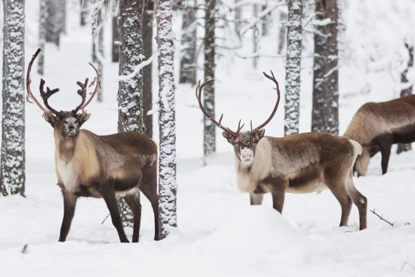 Reno o caribú: qué es, tipos, dónde vive y qué come - Características del reno o caribú