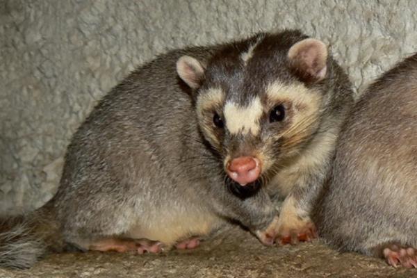 Tipos de tejones - Tejón turón chino (Melogale moschata)