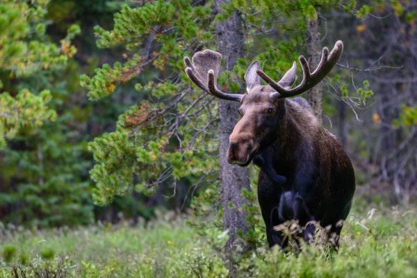 Alce: características, tipos, dónde vive y qué come - Qué es un alce