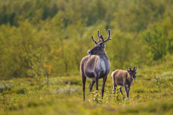 Reno o caribú: qué es, tipos, dónde vive y qué come - Reproducción de los renos