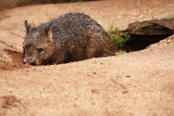 袋熊:袋熊是什么、栖息地、粪便以及关于这种有袋动物的更多有趣事实 - 袋熊面临的威胁与保护