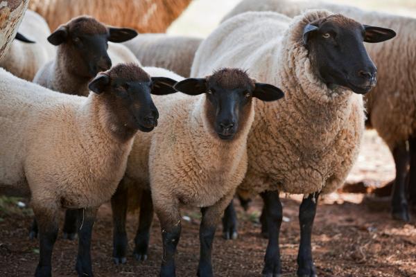 Tipos de ovejas - Oveja Suffolk