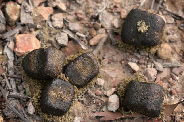 袋熊:它是什么、栖息地、粪便以及有关这种有袋动物的更多有趣事实 - 袋熊粪便