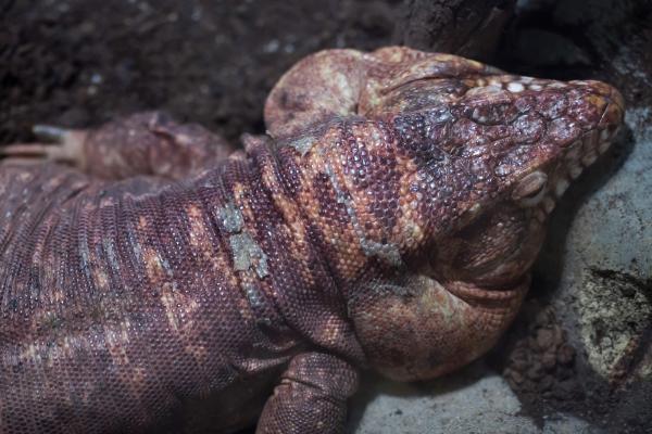 Tipos de lagartos - Lagarto colorado