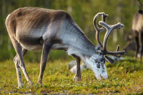 Reno o caribú: qué es, tipos, dónde vive y qué come - Dónde viven los renos