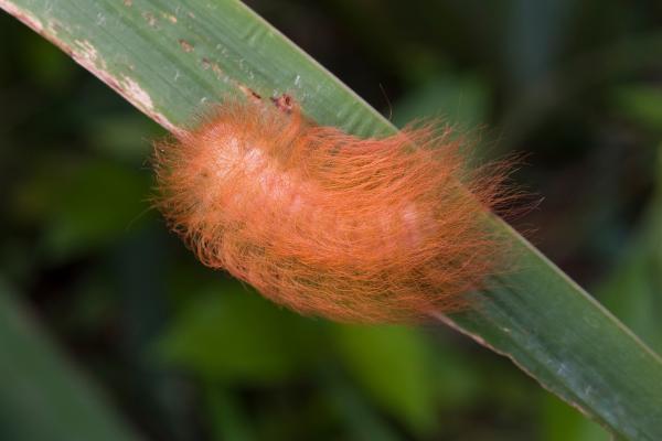 Tipos de orugas - Oruga peluche (Megalopyge opercularis)