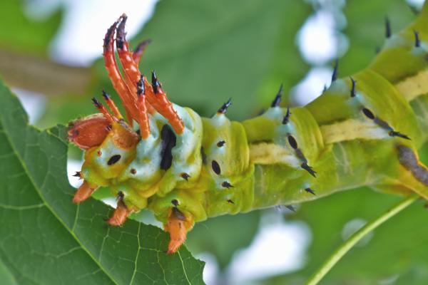 Tipos de orugas - Oruga regia (Citheronia regalis)