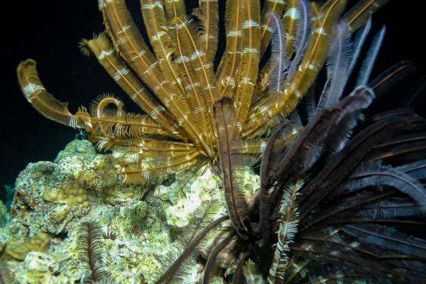 Lirios de mar: qué son, características, hábitat y ejemplos - Reproducción de los lirios de mar