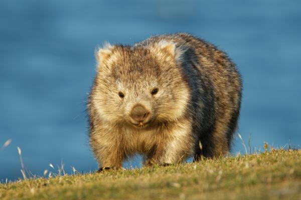 袋熊:它是什么,它的栖息地,粪便,以及关于这种有袋动物的其他有趣事实