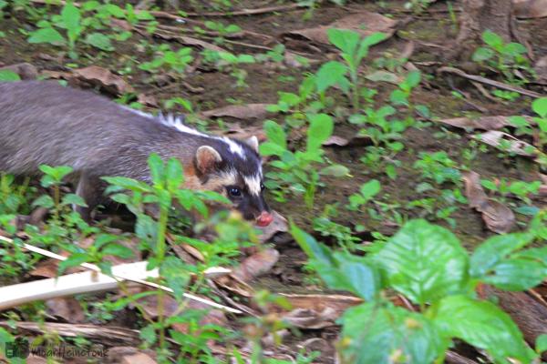 Tipos de tejones - Tejón turón birmano (Melogale personata)