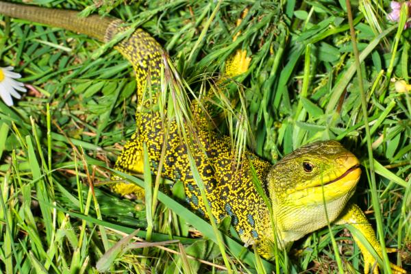 蜥蜴的种类 - 眼斑蜥蜴