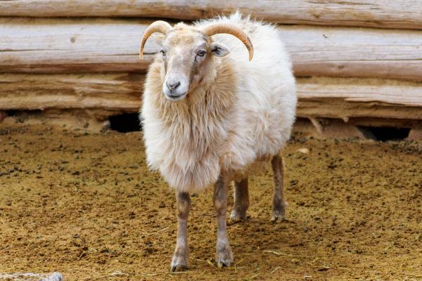 Tipos de ovejas - Oveja Navajo-Churro