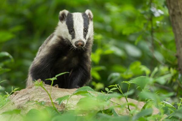 Tipos de tejones - Tejón europeo (Meles meles)