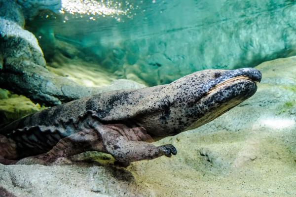 中国动物 - 中国大鲵