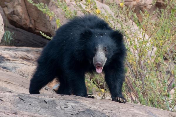 印度动物——印度熊