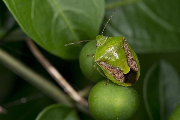 韩国动物 - 绿臭虫(Plautia stali)