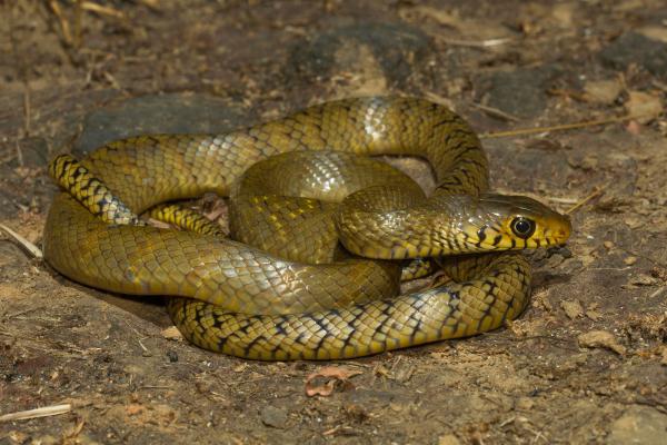 中国动物志 - 粘膜蛱蝶