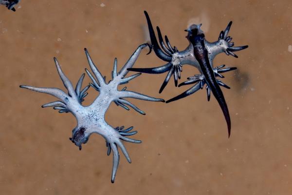 Dragón azul o Glaucus atlanticus: tamaño, anatomía, alimentación y veneno - Características del dragón azul o Glaucus atlanticus