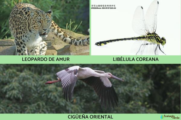 韩国的动物 - 韩国的濒危动物