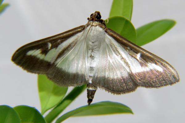 韩国动物 - 黄杨蛾(Cydalima perspectalis)