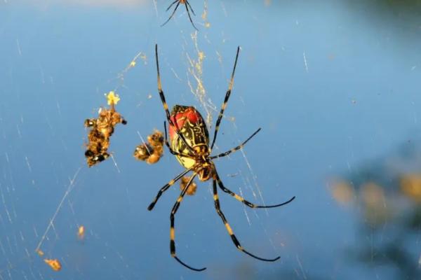韩国动物 - 亚洲毛尾蜘蛛(Trichonephila clavata)