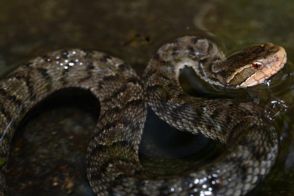 韩国的动物 - Ussiri Mamushi (Gloydius ussuriensis)