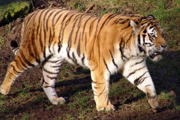 韩国动物 - 韩国国兽