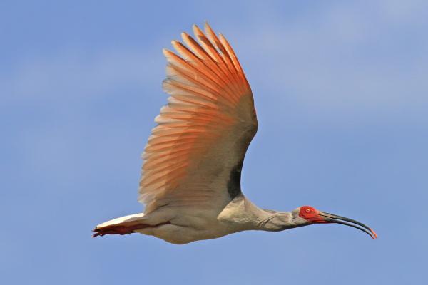 中国的动物 - 日本鹮