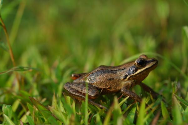 Animales de Corea del Sur - Rana marrón grande coreana (Rana coreana)