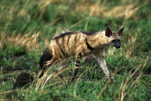 鬣狗的种类 - 土狼