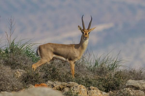 Tipos de gacelas - Gacela de montaña