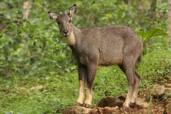 中国动物 - 中国斑羚