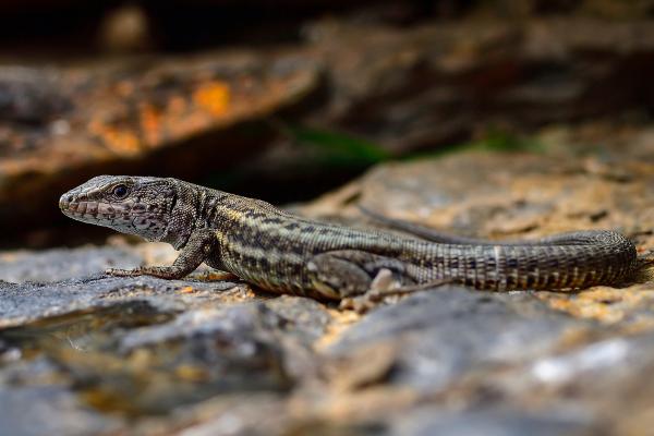 Tipos de lagartijas ibéricas - Lagartija ibérica