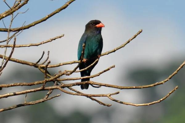 韩国动物 - 东方佛罗伦斯 (Eurystomus orientalis)