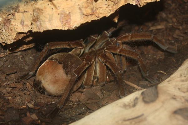 中国的动物 - 巨型狼蛛