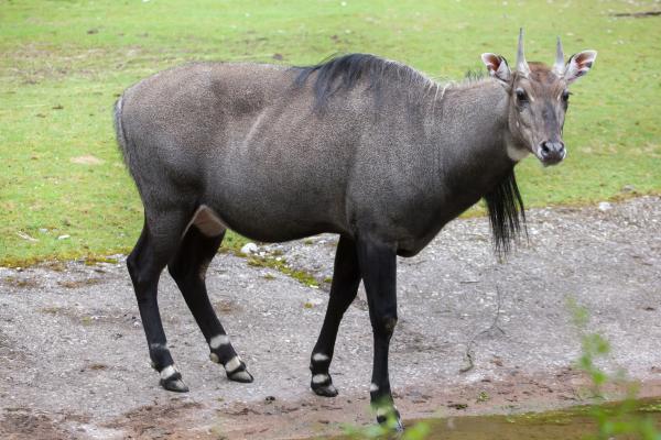 Animales de la India - Nilgó o Boselaphus tragocamelus