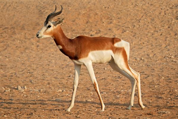 Tipos de gacelas - Gacela dama