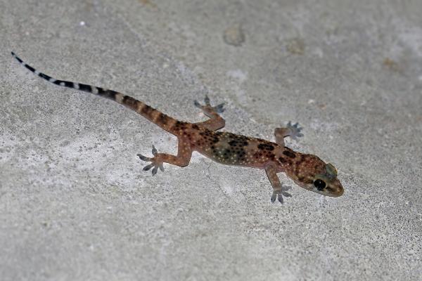 Tipos de lagartijas ibéricas - Gecko turco