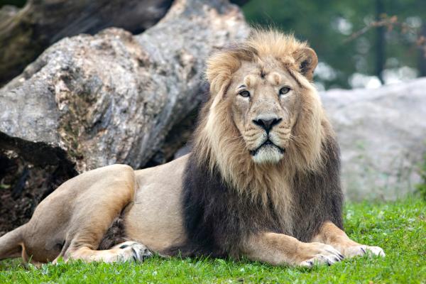Animales de la India - León asiático o Panthera leo persica
