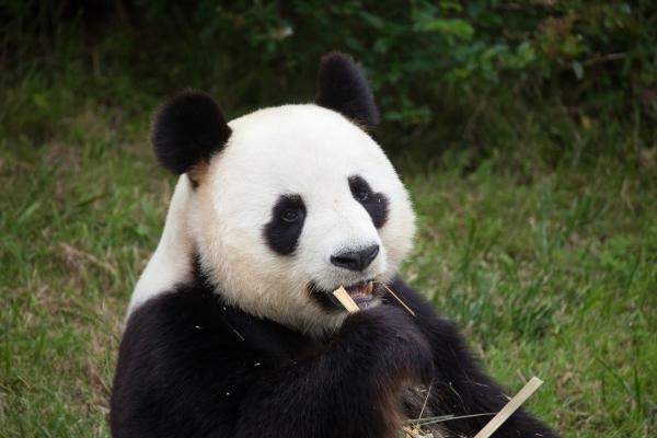 Animales de China - Panda o Ailuropoda melanoleuca