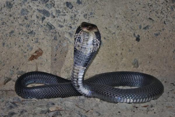 中国的动物 - 中国眼镜蛇