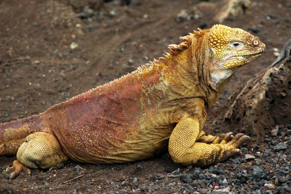 Tipos de iguanas - Iguana terrestre de Galápagos