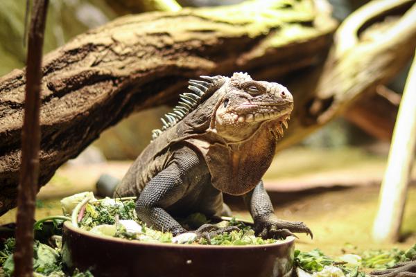 Tipos de iguanas - Iguana del Caribe