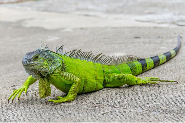 Tipos de iguanas - Iguana verde